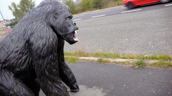 street car gorilla